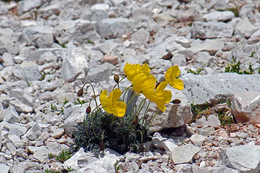 Papaver alpinum  delle Dolomiti